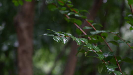 雨水拍打树叶