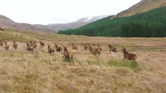 草原上奔跑的野生动物鹿群麋鹿