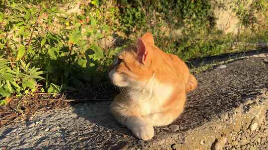 姜黄猫躺在堤岸上，看着夕阳特写