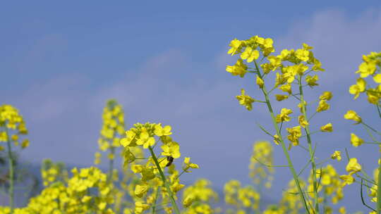 油菜花特写升格镜头