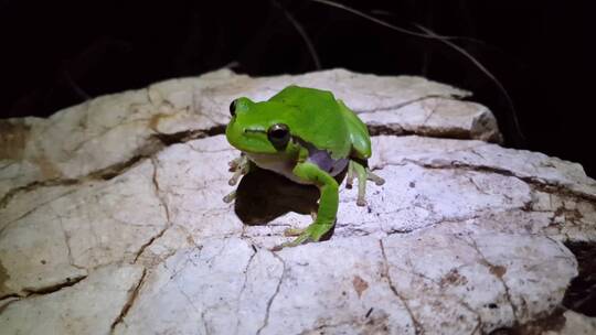 绿青蛙站在岩石上