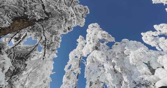 高清实拍冬天雪景雪山森林