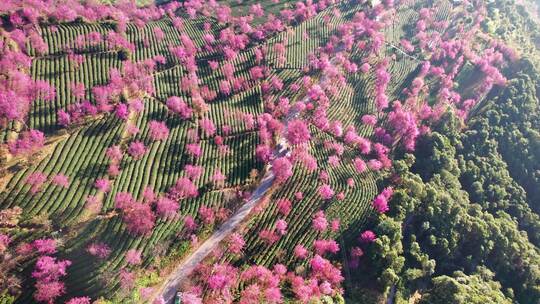 云南大理无量山樱花谷日出冬樱花和茶园航拍