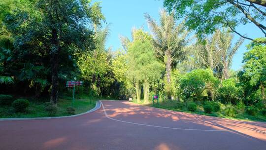 阳光林间小路林荫大道