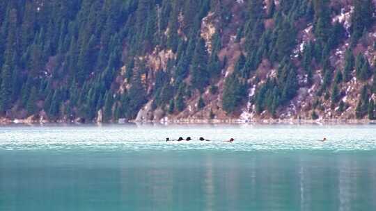 川西玉龙拉措雪山湖泊秋沙鸭