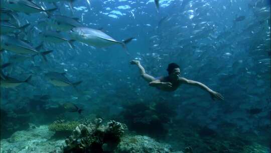 海洋生物海龟鱼群潜水