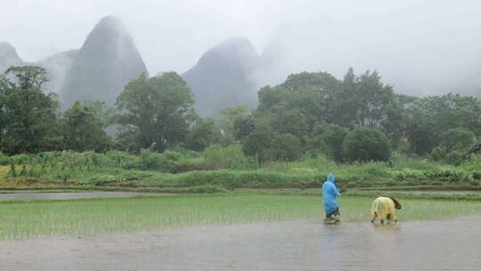 农民雨天插秧 农耕 劳作 栽秧视频素材模板下载