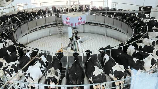 奶牛乳业挤奶牛奶奶农畜牧业养牛场农业
