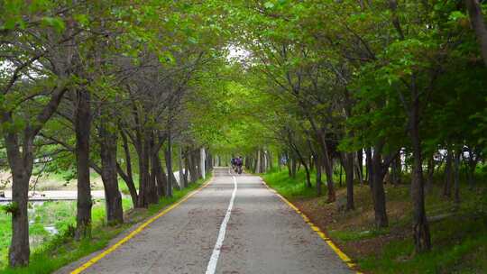 森林树林公路骑自行车运动