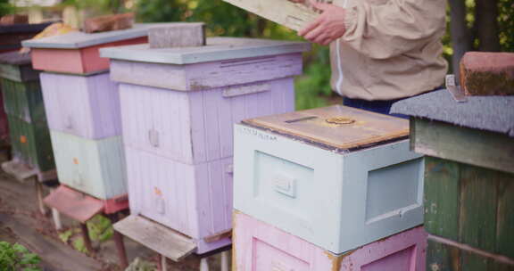 养蜂人检查蜂箱后关闭蜂箱盖