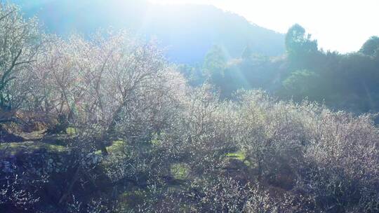 4k航拍白梅花青梅花坚毅雪景小寒冬季10