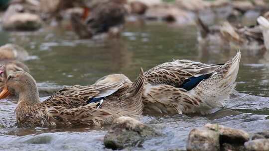 河边鸭子 鸭子玩水 鸭子养殖 家禽