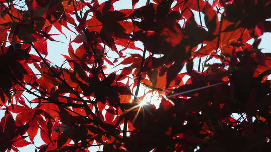 阳光透过红枫的叶子