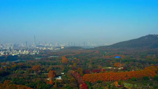 遥看秋天的南京城视频素材模板下载