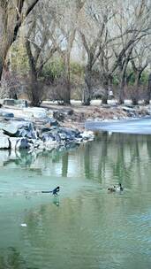 初春北京颐和园公园水面上的野鸭子