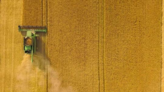 金色的麦田秋天收获农业收割机视频素材模板下载