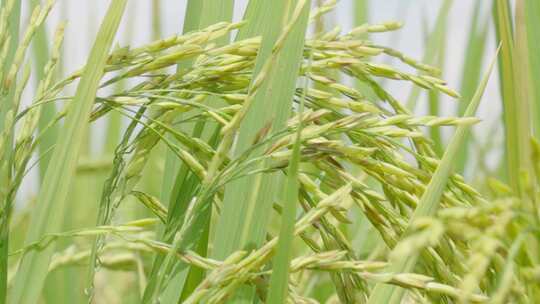 水稻田中的样秧苗清新自然风景