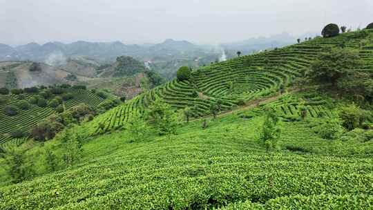 茶叶茶园茶场航拍