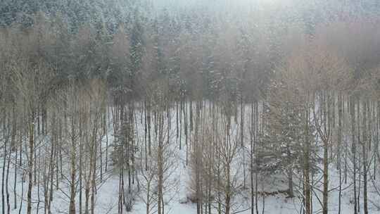 青海互助龙王山雪山树林航拍视频