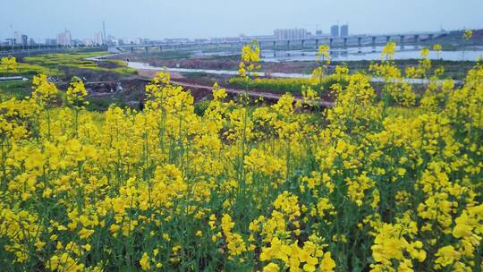 油菜花素材视频素材模板下载