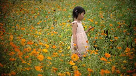 可爱穿裙小女孩走进黄色格桑花花海