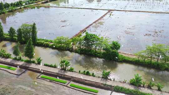 4K120p升格白鹭湿地乡村农田生态保护视频素材模板下载