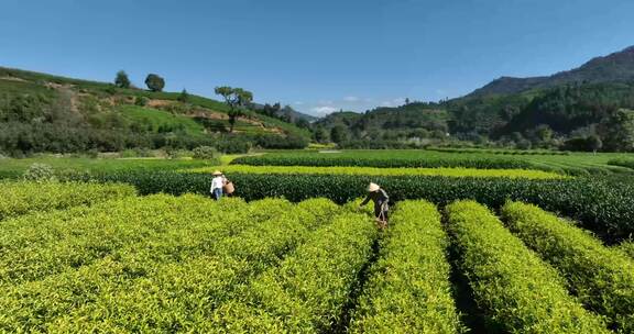 茶叶茶园武夷山茶庄大自然茶园