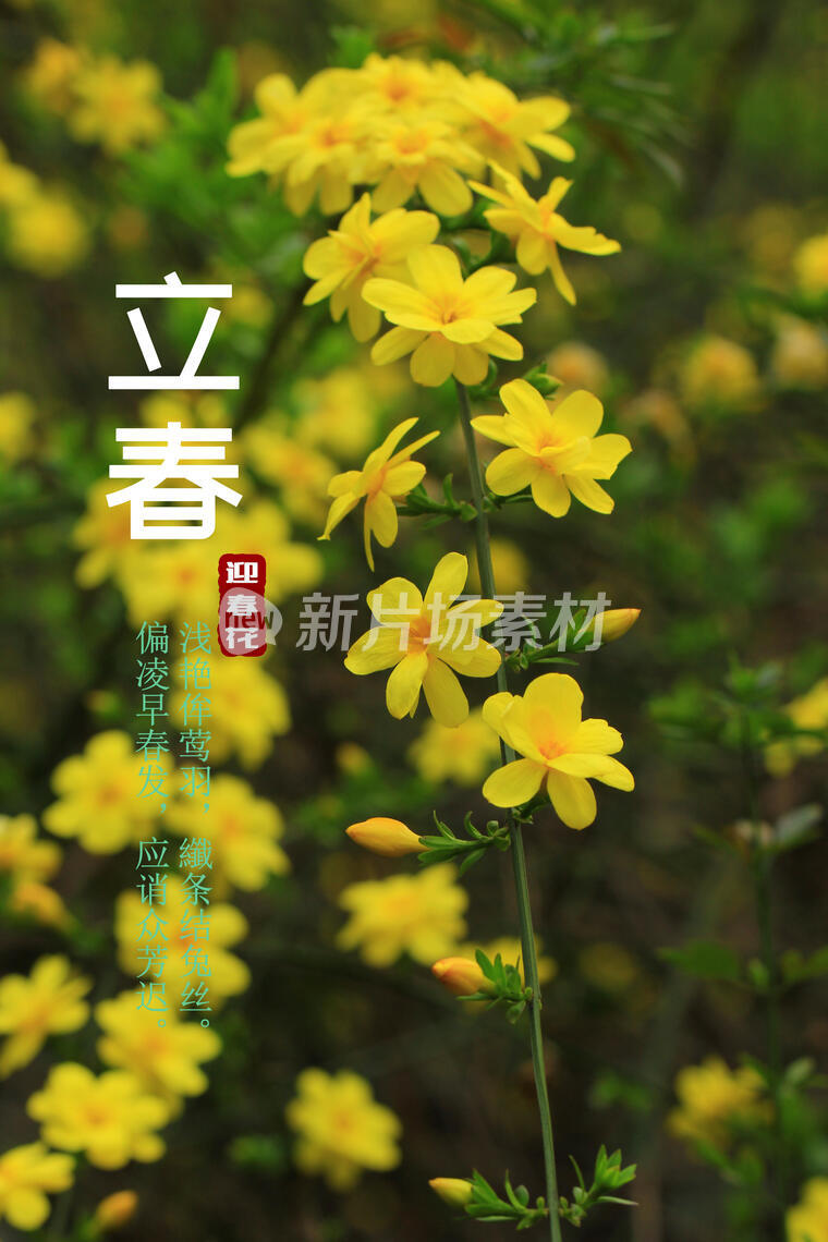 二十四节气，立春，迎春花