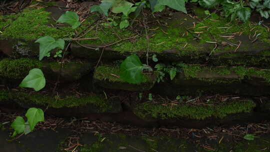 森林苔藓青苔