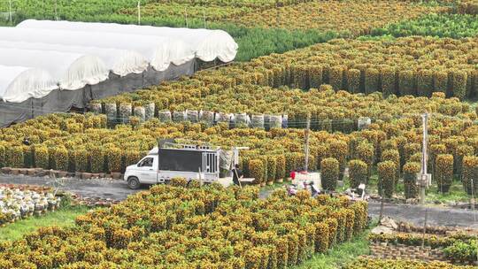 中国广东省佛山顺德区陈村花卉世界年桔盆栽