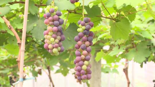 葡萄种植 葡萄架视频素材模板下载