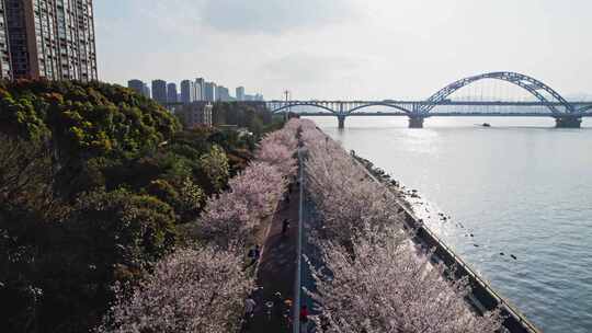 杭州滨江樱花跑道