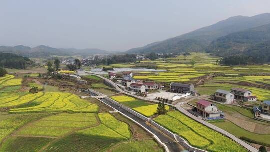 航拍南方美丽乡村田园金黄油菜花