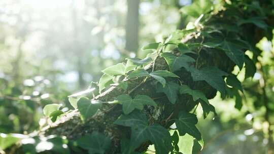 处暑白露森林藤蔓清新自然生态视频