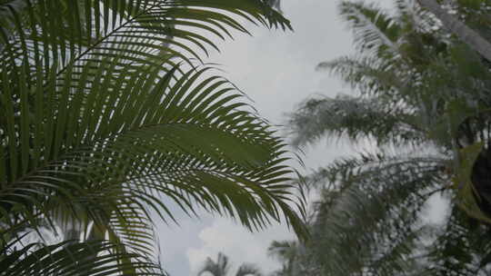 棕榈树叶子公园环境slog3实拍