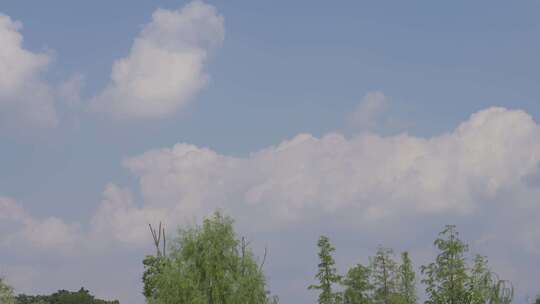 蓝天白云与树视频素材模板下载