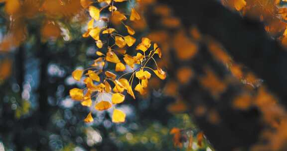 秋天的银杏树叶