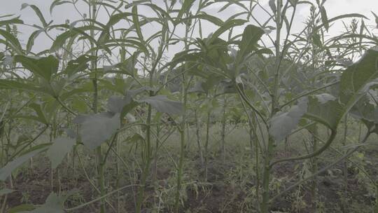 秋葵秋葵花秋葵果实LOG视频素材