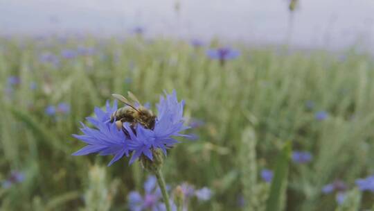 蜜蜂在蓝色矢车菊上