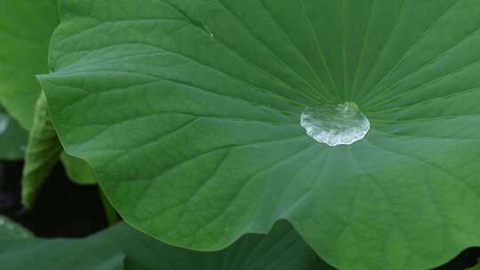 下雨天池塘里的荷花，雨中荷花荷叶