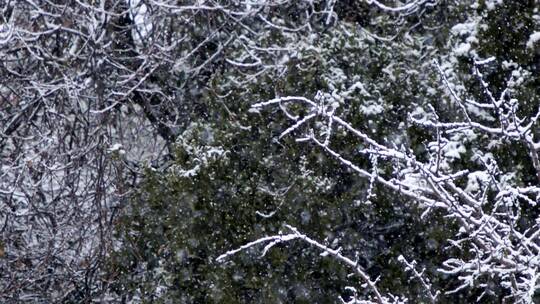 落雪，篱笆，树