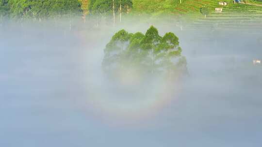 云雾茶山