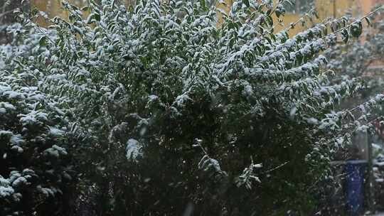 雪景飘雪鹅毛大雪