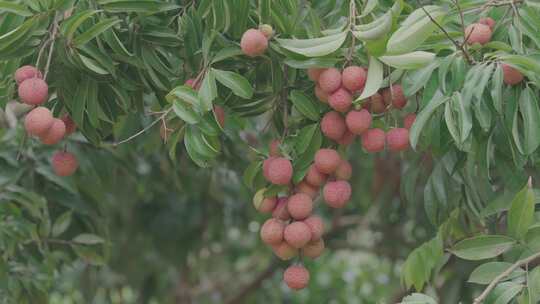 荔枝树枝头红荔枝地拍