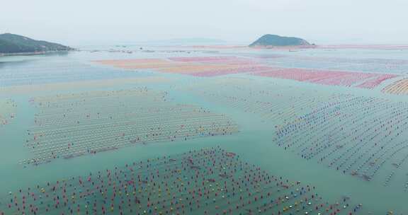 海洋养殖牡蛎生蚝深海养殖场航拍