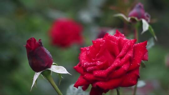 红玫瑰4k视频视频素材模板下载