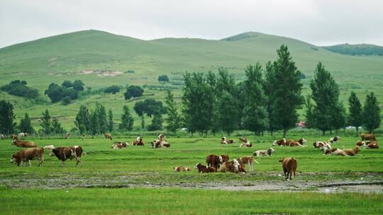 草原上的牛群6