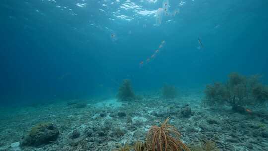 Salp，海洋，海洋，海