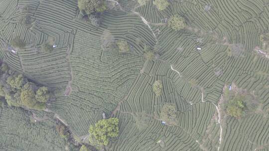 杭州西湖梅家坞茶园茶山