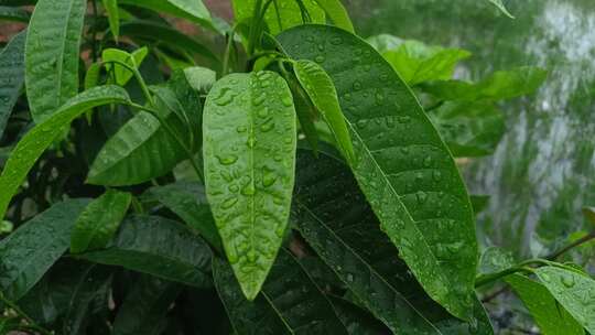 雨中的植物